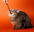 British cat, eating a delicacy. Royalty Free Stock Photo