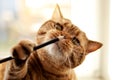 British cat favorite games with pencil Royalty Free Stock Photo