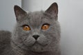 British cat with golden eyes