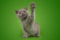 British cat on green background