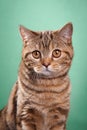 british blue cat on a green background. cat portrait in studio