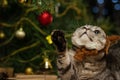 Cute British cat with a hat with horns of a deer Rudolph, against the background of a Christmas tree and lights. Christmas, New Ye Royalty Free Stock Photo