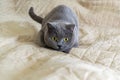 The british cat hunts for the camera, plays and prepares to jump. Cat is almost ready to pounce Royalty Free Stock Photo