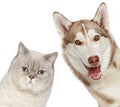 British cat and Husky dog. Close-up portrait.