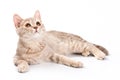 British cat kitten Royalty Free Stock Photo
