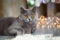 A British cat lies under a Christmas tree and looks at us