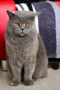 A british cat is looking angry at you. Royalty Free Stock Photo