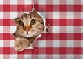 British cat looking through hole in paper picnic tablecloth Royalty Free Stock Photo