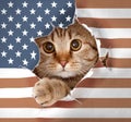 British cat looking up through hole in paper USA flag Royalty Free Stock Photo