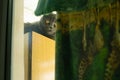 British cat looking through window at balcony space in poor vintage flat with drying cloth foreground frame work