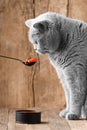 British cat looks at red caviar in a spoon on a wooden background Royalty Free Stock Photo