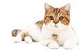 British Cat lying isolated on white background. Young shorthair Cat lying, front view with white and orange color Royalty Free Stock Photo