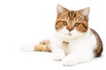 British Cat lying isolated on white background. Young shorthair Cat lying, front view with white and orange color Royalty Free Stock Photo