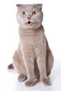 British cat meows and licks isolated on white Royalty Free Stock Photo