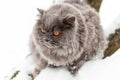 A British cat with orange eyes is freezing in the cold, frosty snow. Animals in winter conditions. Royalty Free Stock Photo