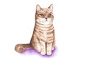 British cat. Portrait of a cat. Watercolor illustration.