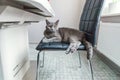 British cat posing on black modern chair indoor at home Royalty Free Stock Photo