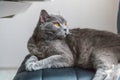 British cat posing on black modern chair indoor at home Royalty Free Stock Photo