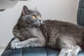 British cat posing on black modern chair indoor at home Royalty Free Stock Photo