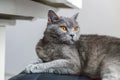 British cat posing on black modern chair indoor at home Royalty Free Stock Photo