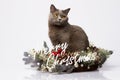 British cat posing with the words Merry Christmas on a white background Royalty Free Stock Photo