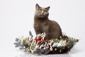 British cat posing with the words Merry Christmas on a white background Royalty Free Stock Photo