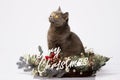 British cat posing with the words Merry Christmas on a white background Royalty Free Stock Photo