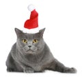 British cat in red christmas cap Royalty Free Stock Photo