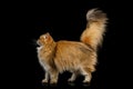 British Cat Red color with Furry hair on Isolated Black Background