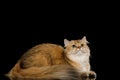 British Cat Red color with Furry hair on Isolated Black Background Royalty Free Stock Photo