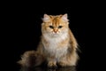 British Cat Red color with Furry hair on Isolated Black Background Royalty Free Stock Photo