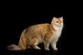 British Cat Red color with Furry hair on Isolated Black Background Royalty Free Stock Photo