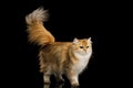 British Cat Red color with Furry hair on Isolated Black Background Royalty Free Stock Photo