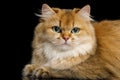 British Cat Red color with Furry hair on Isolated Black Background Royalty Free Stock Photo