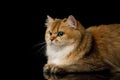 British Cat Red color with Furry hair on Isolated Black Background Royalty Free Stock Photo