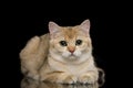 British Cat with Red Fur on Isolated Black Background Royalty Free Stock Photo