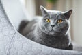 British cat relaxing on chair Royalty Free Stock Photo