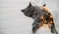 British cat is resting in a warm blanket. Sleeping Christmas cat with bright garland