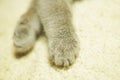 British cat`s paws