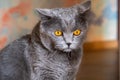British cat with a sad look. Gray fluffy thoroughbred cat