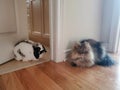 The British cat Sam is waiting for the rabbit Charlotte on a date