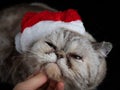 A British cat in a Santa hat enjoys being scratched under the chin. Close-up. A woman scratches a beautiful blue-eyed