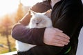 British cat shorthair lilac colorpoint on man`s hands