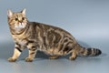 British cat shorthair tabby Royalty Free Stock Photo