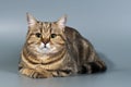 British cat shorthair tabby Royalty Free Stock Photo