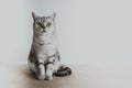 British cat sits on the background of a white wall and looks at the camera Royalty Free Stock Photo