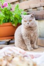 British cat sitting on a balcony Royalty Free Stock Photo
