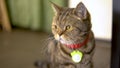 British cat sitting on the floor. Sad cat looks away. The camera zooms in.