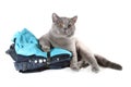 British cat sitting on Set of clothes Royalty Free Stock Photo