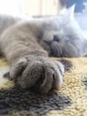 British cat sleeping stretching out its paw